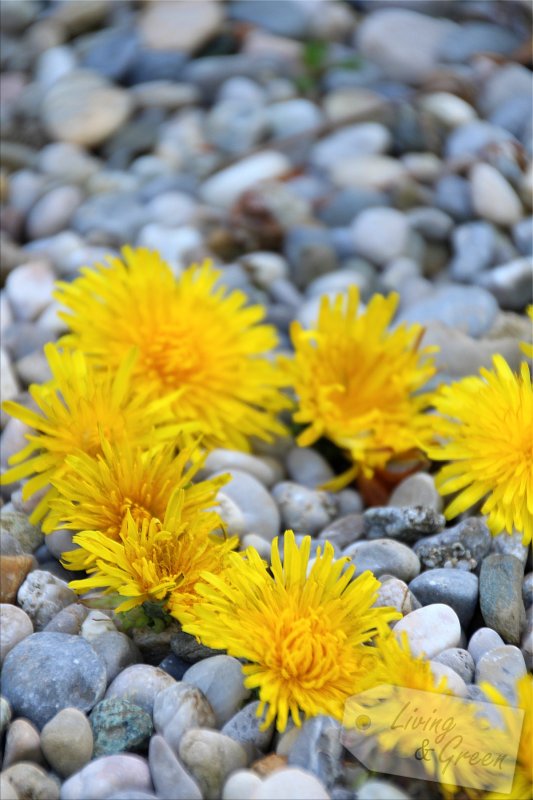 Gartenfotografie *Eine Anleitung* - Löwenzahn