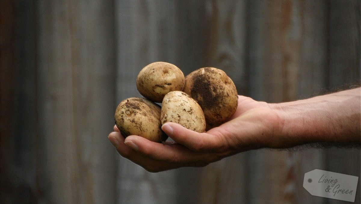 Gartenbücher für die Ohren - Kartoffelernte