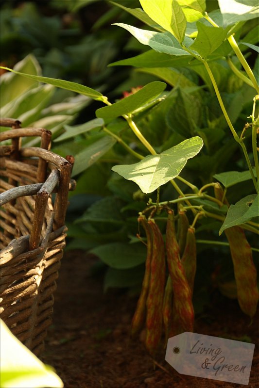 Gartenbücher für die Ohren - Gemüsegarten