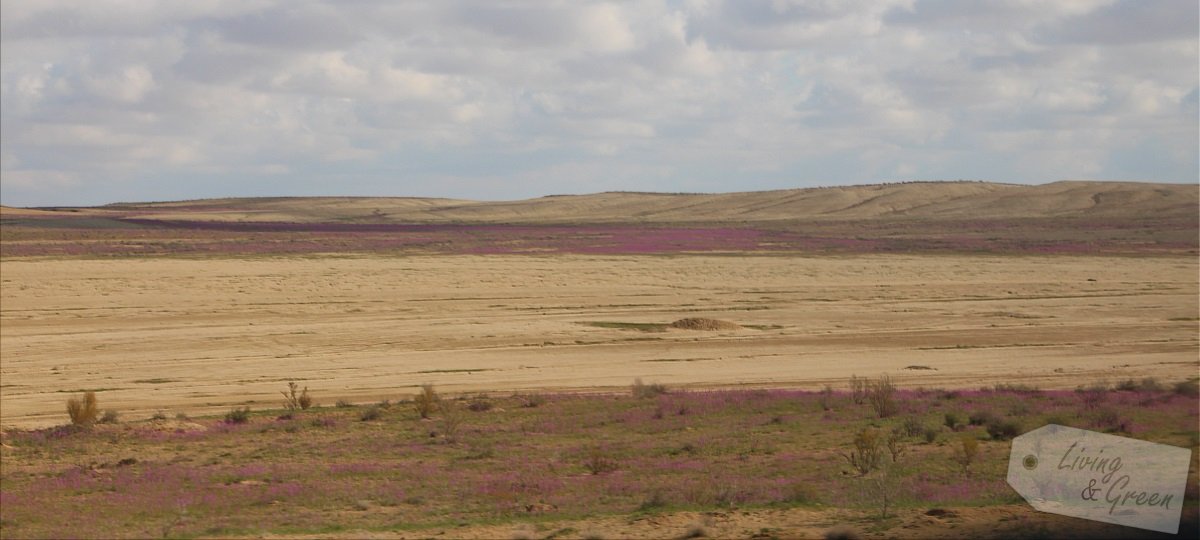 Usbekistan * Der Duft der Seidenstraße * - Wüste in Usbekistan