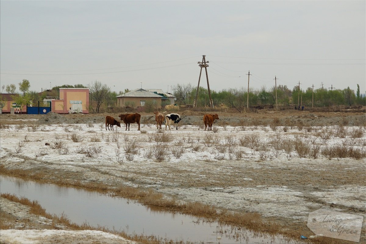 Usbekistan * Der Duft der Seidenstraße * - Versalzter Boden Usbekistan