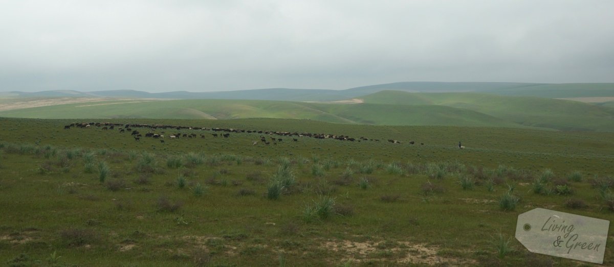 Usbekistan * Der Duft der Seidenstraße * - Wüste in Usbekistan