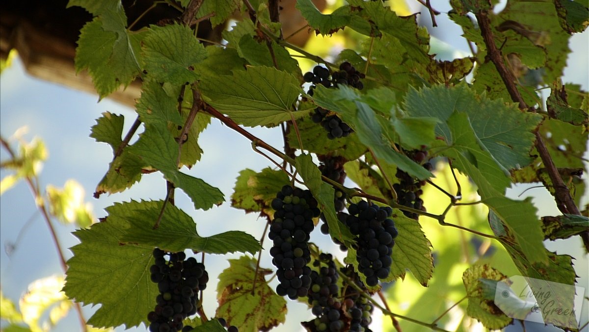 Das stille Tal - Weintrauben