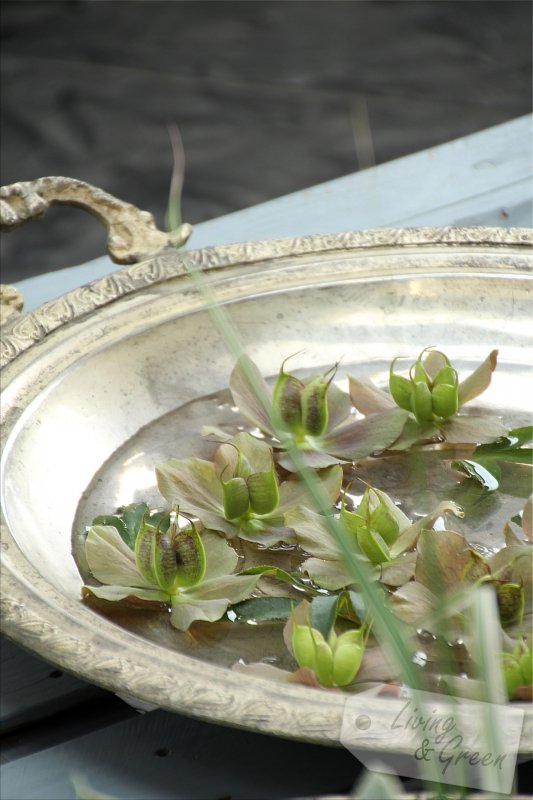 Von gefluteten Schneerosen und Lauch im Kümmeltopf - Blumenarrangements aus dem Garten