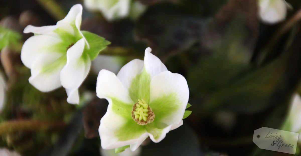 Hexen und Orakel *Helleborus niger* - Helleborus Jänner Dekoration